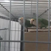 یک جفت عروس هلندی ویک جفت طوطی برزیلی برای فروش|پرنده|باغستان, |دیوار