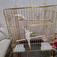 عروس هلندی لوتینو مولد|پرنده|طبس, |دیوار