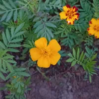 گل جعفری فرانسوی ممتاز