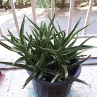 آلوورا آربورسنز
