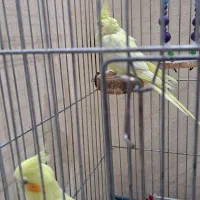 عروس هلندی|پرنده|ری, دیلمان|دیوار