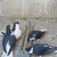 پلاس سیاه مهر مهر نروماده دو جفت با جوجه هاشون|پرنده|قم, شاه ابراهیم|دیوار