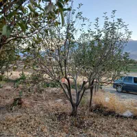 فروش باغ دو راهی لیلمانج|فروش دفتر صنعتی، کشاورزی، تجاری|سنقر, |دیوار