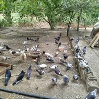 کبوتر پرشی|پرنده|تهران, کن|دیوار
