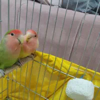طوطی برزیلی|پرنده|سنندج, |دیوار