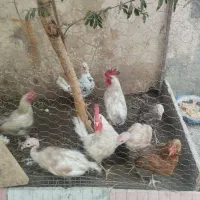 مرغ وخروس