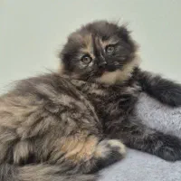 واگذاری بچه گربه اصیل