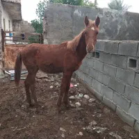 کره نریون بی داغ