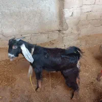 بز با کره نر|حیوانات مزرعه|آبپخش, |دیوار