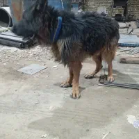 واگزاری ژرمن شپر تربیت شده