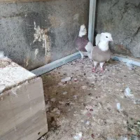 کبوتر طوقی|پرنده|اصفهان, بوستان ناژوان|دیوار