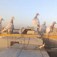 ۷تانر۳تاماده‌جوان|پرنده|قزوین, |دیوار