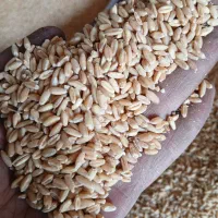 نر پلنگ|پرنده|کرمان, |دیوار