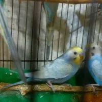 مرغ عشق رنگین کمانی|پرنده|تهران, امام حسین|دیوار