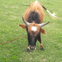 ورزاکوله چالوسی