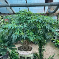 فروش ویژه انواع گل و گیاه در گلخانه یوکا|گل و گیاه طبیعی|بندر انزلی, نامجو|دیوار