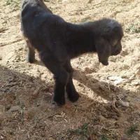 بزغاله نر ، شیرخور ، 12 روزه|حیوانات مزرعه|کویرات, |دیوار