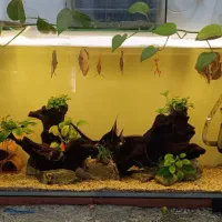 ماهی دیسکس|ماهی|زارچ, |دیوار