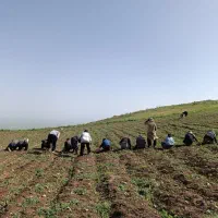 سرکارگر امورات کشاورزی انبار سردخانه.. آقای مرادی