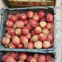 سیب قرمز سالام تازه