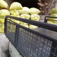 کود گاوی پسته یزد