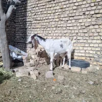 بز پاکستانی