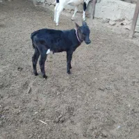 کوساله نر