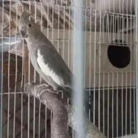 عروس هلندی