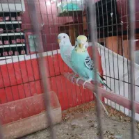 قناری و مرغ عشق|پرنده|اردبیل, |دیوار