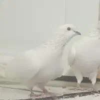 دو عدد کبوتر کفتر سفید نر و ماده