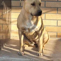 واگذاری سگ پیتبول ماده