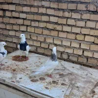 سه تا کفتر گم کردم