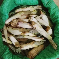 بیلهرتازه گبه