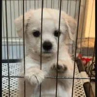 پامر عروسکی