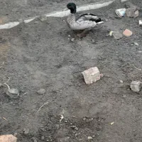 اردک نر پروازی|حیوانات مزرعه|بیستون, |دیوار