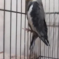 خرمشهر