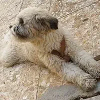 سگ خانگی|حیوانات|رامهرمز, |دیوار