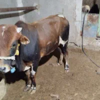 گوساله چاق نر