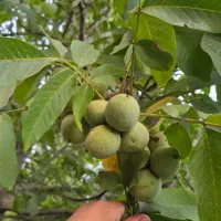 نهال گــردوی مرغوب و با سازگاری بالا