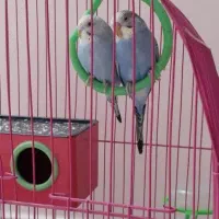 مرغ عشق|پرنده|اصفهان, شاهزید|دیوار