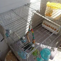 پنج عدد مرغ عشق سالم با قفس|پرنده|اسلامشهر, شهرک واوان|دیوار