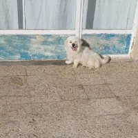 پاپی خونگی نر