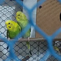 یک جفت مرغ عشق با جوجه