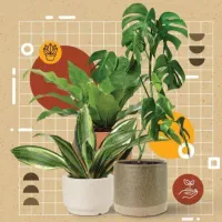 خدمات تعویض و درمان گل و گیاه در منزل و محل شما