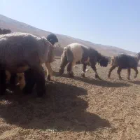 بره ماده میش قوچ بز