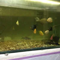 پیکاک -اسفرناموس -کوی پوست چرم|ماهی|اردبیل, |دیوار