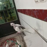 عروس هلندی المینو دوماه