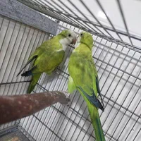 خریدوفروش انواع پرنده وکبوتروقفس ولوازم ودان ودارو|پرنده|آمل, |دیوار