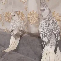 عروس ایزابلا