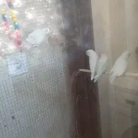 کوتوله برزیلی